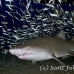 shark_tiger_sand_spar_h_0025_nca0032.jpg